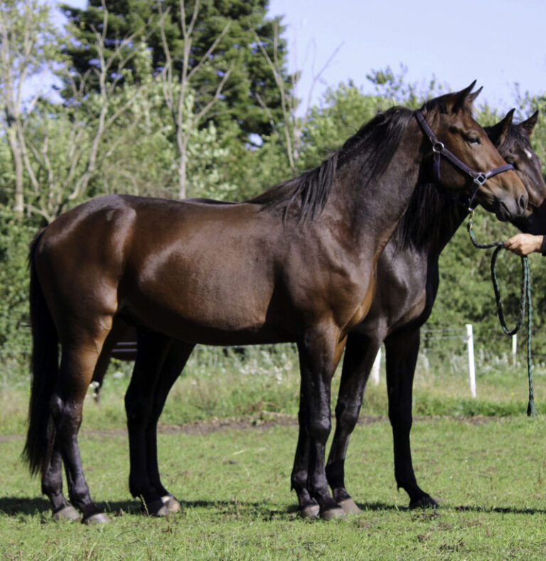 hansi gejs e1632404692388