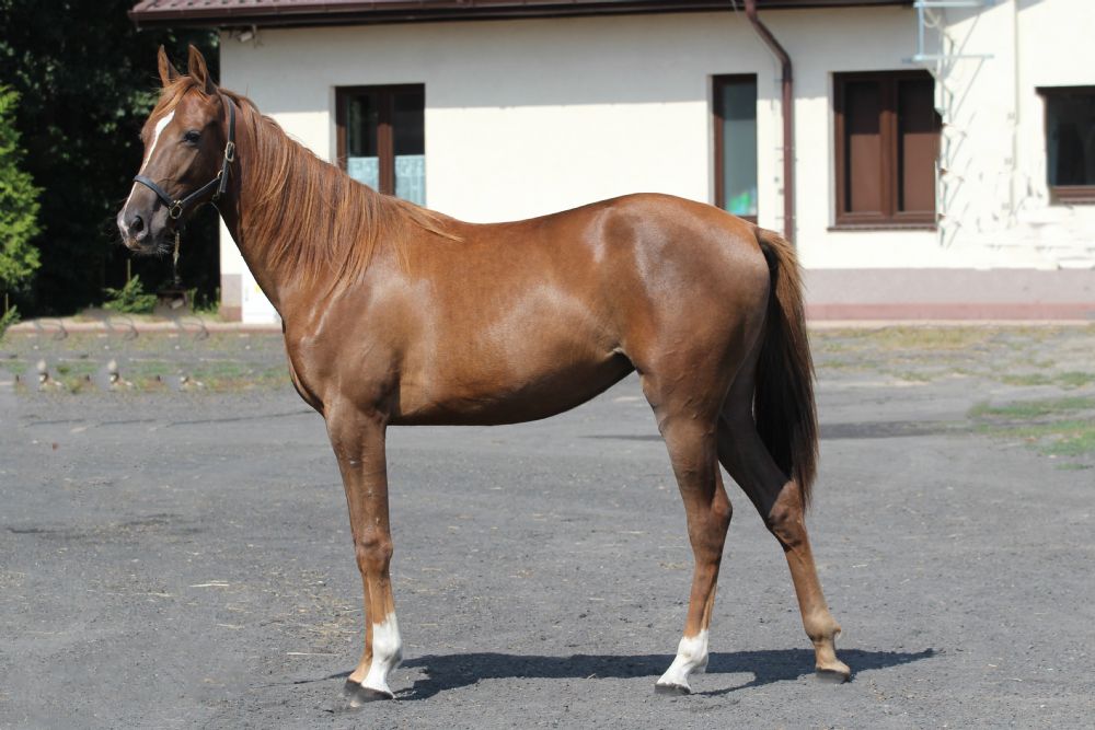 157 hula ula simoni sida