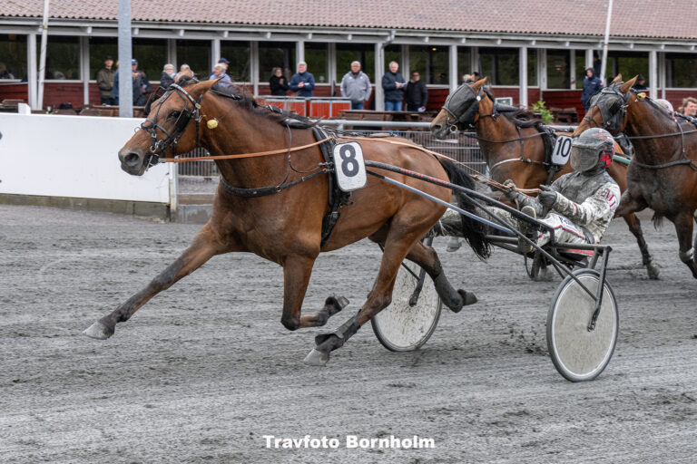 Hunger rain med Michael Loenborg 3 maj 2025 Fotograf Torben Ager Travfoto Bornholm TKA 8479 1