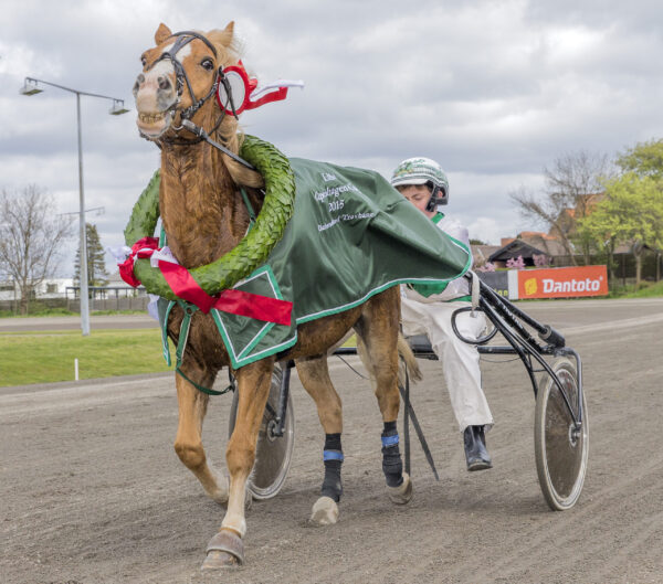 Pony 20150510 MGL1064 scaled e1606948273265