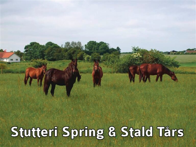 Stutteri Spring & Stald Tårs